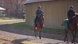 【2024年度[1歳馬]】 9 ウモラダネグラの2023