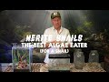 the best algae eaters for your aquarium fish tank the good the bad and the useless.