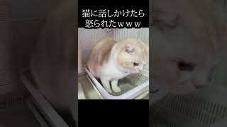 忙しい猫に話しかけたら怒られた...笑#猫 #shorts