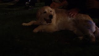 Clare's Dog Honey Comes Out to Greet the Guys - The Bachelorette