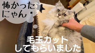 毛玉をカットしてもらいました【猫品種ラガマフィン】