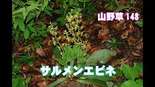 サルメンエビネ―山野草148