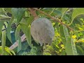 wild sweetsop fruit video ramphal fruit video annona reticulata fruit video ram phal