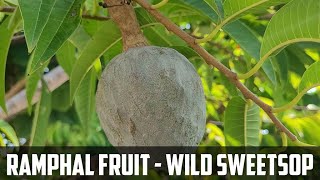 Wild sweetsop fruit Video | Ramphal fruit video | Annona reticulata fruit video |  Ram phal