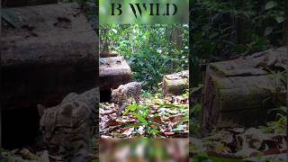 #ocelot #ocelote #costarica #bwild