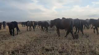 600 бас жылқы Зерендінің Қанай би ауылы.