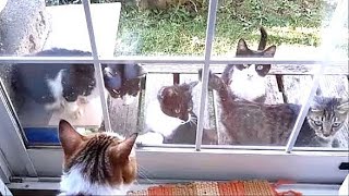 野良猫子猫に会いに行きたくて甘える家猫 Domestic cats who want to meet stray cats・・・うちの猫ちゃんたちカワイイTV