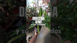 CÓMO CUIDAR TU DRACENA KIWI (dracaena fragans kiwi) #jardin #jardines #cuidado #plantas #plants