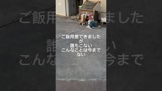 珠子ファミリーの朝、誰も出てこないのでびっくりしましたが、みんな寝てましたよかったです。昨日きてもらった電気屋さん珠子のファンでした（笑）#shorts