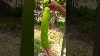 Bottle Gourd – Pani lau .জাতি লাউ বা পানী লাউ #bottlegourd #panilau #viral #shortvideo #foryoupage