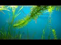 how to grow anacharis elodea elodea species sunday s