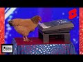 Jokgu the Piano Playing Chicken on America's Got Talent 2017 #shorts #short #chicken