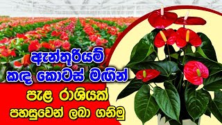 ඇන්තුරියම් පැල ගොඩක් පහසුවෙන් ලබාගමු,Anthurium propagation,   BST Saman, Biosystems Technology