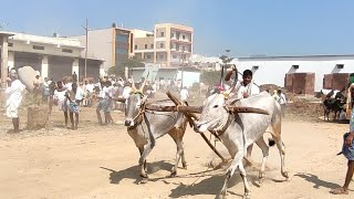 Super Racing Milk Teeth Desiya Seema Bulls Haveri @racingbulls007