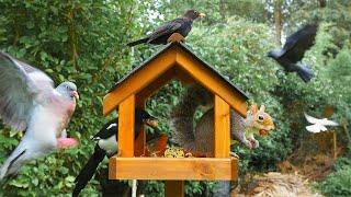 Birds for cats to watch 🕊️ Birds & Squirrels Banquet at the Birdhouse 🐿️ Birds for cats to watch 4