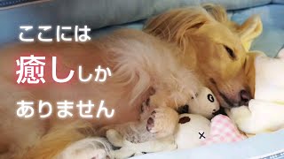 【癒し·胸キュン】 寂しがりやの愛犬のためにぬいぐるみが添い寝してくれました 【カニンヘンダックスのんの】