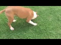 american staffordshire terrier red ruf training