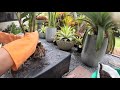 how to grow zz plant วิธีการปลูกกวักมรกต the nature house aonang krabi