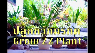 How to grow ZZ Plant วิธีการปลูกกวักมรกต - The Nature House Aonang Krabi