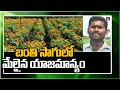 Superior ownership in ball cultivation Ball Flower Cultivation | Matti Manishi 10TV News