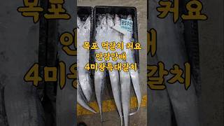 11/5일 목포 먹갈치 사이즈가 크고 싱싱합니다! 4미왕특대갈치