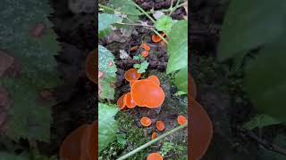 สีเหมือนเปลือกส้มชื่อก็ “เห็ดเปลือกส้ม” Orange Peel Fungus