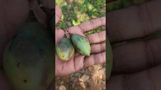 ഇതു കഴിച്ചാൽ  ഷുഗർ പമ്പ കടക്കും ||മരത്തക്കാളി 🌳🍅||കിടിലൻ മരുന്ന് 👍 #shorts