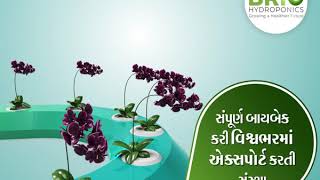 વિશ્વની સૌથી આધુનિક હાઇડ્રોપોનિક્સ ખેતી પધ્ધતિ - Hydroponics Farming