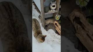 Vole under shelf, hunting is a team sport around here