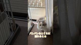 バレバレな所に隠れると #猫 #ネコ#子猫 #猫動画  #猫のいる生活  #もふもふ #猫のいる暮らし #猫好き #ねこ #cat #shorts #catshorts #ショート #ショート動画