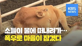 “키우던 소 절반 폐사”…슬픔에 잠긴 구례 양정마을 / KBS뉴스(News)