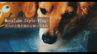 モカが去勢手術から帰ってきた 飼い主さんへ伝えたい事【MocaTube Style-Vlog-】