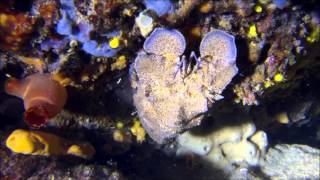 Isole Tremiti, Magnosa o cicala di mare (Scyllarides latus)