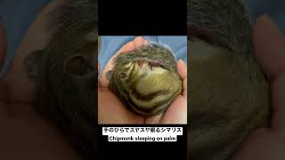 警戒心のない手のひらで眠るシマリス　Chipmunk sleeping on palm #chipmunk #小動物 #shorts