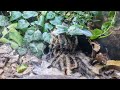 pairing the fuzziest of fuzziness tliltocatl albopilosus