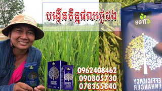 បទពិសោធិ៍ការប្រើ 4Tree លើដំណាំស្រូវ 0962408462