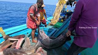 சுறா தொழில் / Part 37 Shark Day: A Season of Quivering Fins 🦈