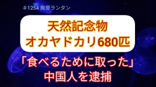 ＃1254 天然記念物のオカヤドカリ680匹「食べるために取った」中国人を逮捕。逮捕されたのは中国人で自称・自営業の男（39）と自称・会社員の女（36）です。 ２人は観光目的で沖縄に来たと話している。