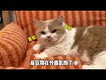 【黄桃不是猫】别在外面乱跑知道吗！！