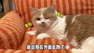 【黄桃不是猫】别在外面乱跑知道吗！！