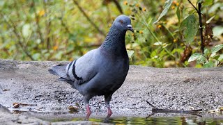 Rock Pigeon and its Call.