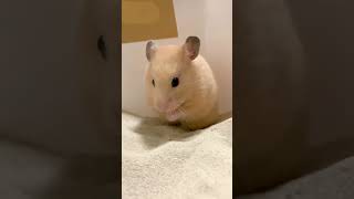 ハムスター#25 毛づくろい 顔を洗う hamster washing face 可愛いハムスター cute hamster  熊仔鼠 햄스터 癒し動画