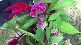 Beginners Guide To Harvesting Celosia Flowers