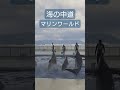 海の中道　 shorts イルカ　 水族館 　 dolphin show 福岡　 博多　 九州