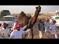 مسيرة(فردية غارة يام)  لفهد قبلان الشدقاء الوعله  في  مهرجان جادة الابل - الطائف - 1446