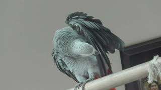 talking parrot | African Grey Talking  Parrot At Karnataka