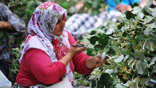 Ihlamur ormanlarında hasat başladı