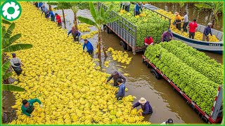 The World’s Most Harvested Fruits 💥 30 Insane Fruit Harvests by Heavy Machinery to See to Believe