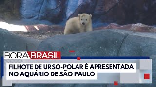 Filhote de urso-polar é apresentada no Aquário de São Paulo | Bora Brasil