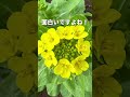 菜の花が何の花か知ってる？ 農家 農業 菜の花 菜花 無農薬 オーガニック